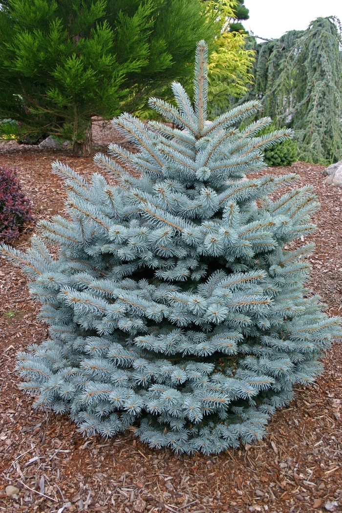 Blue Spruce | Picea pungens 'Montgomery'