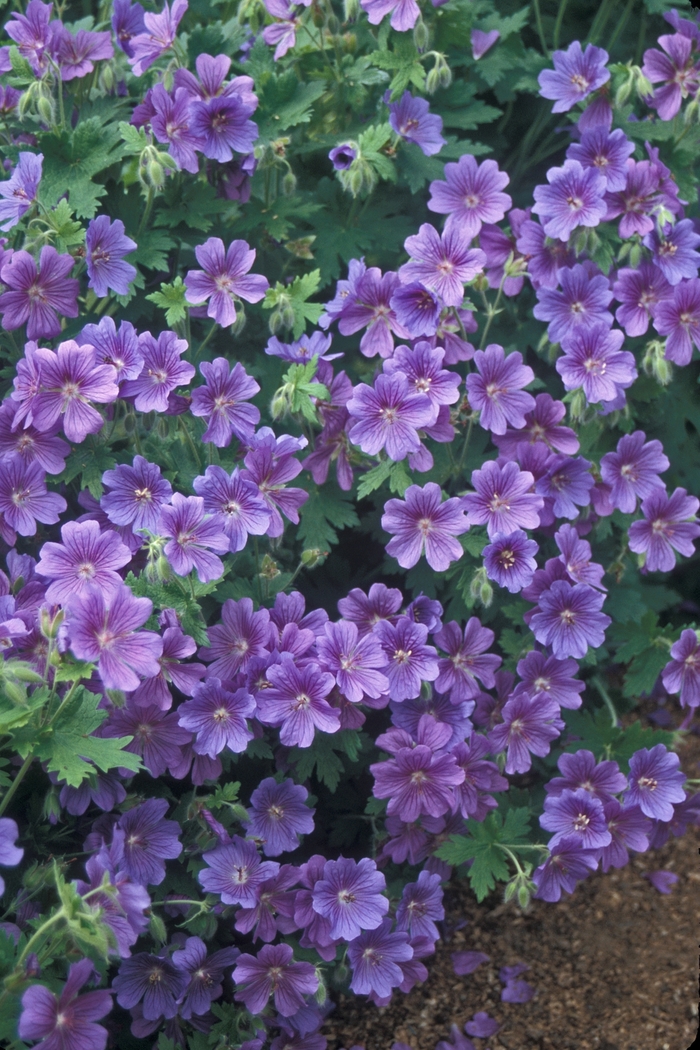 Hardy Geranium | Geranium magnificum 
