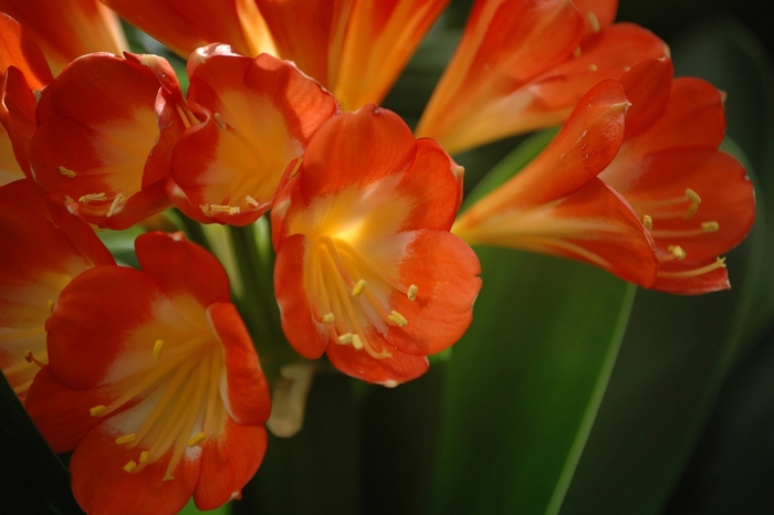 Clivia Lily | Clivia miniata