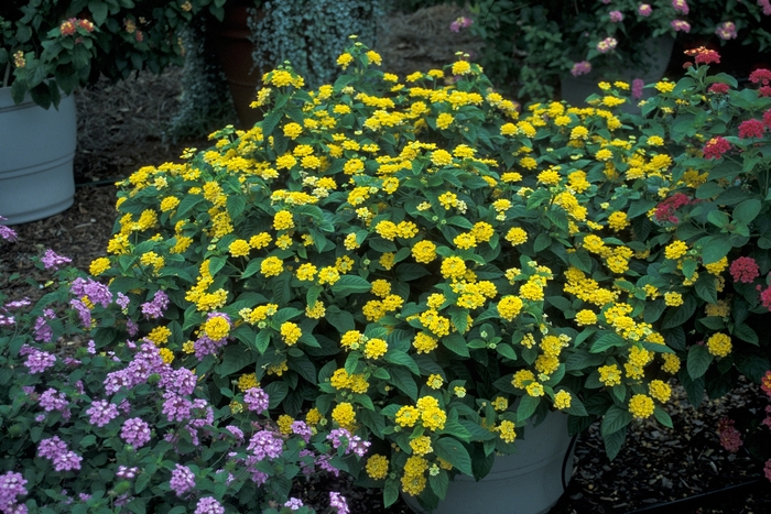 Lantana | Lantana camara 'Lucky Pot of Gold'