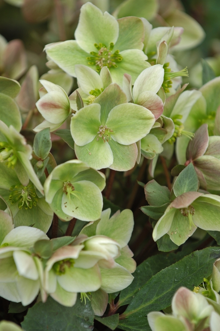Hellebore | Helleborus 'Ivory Prince'