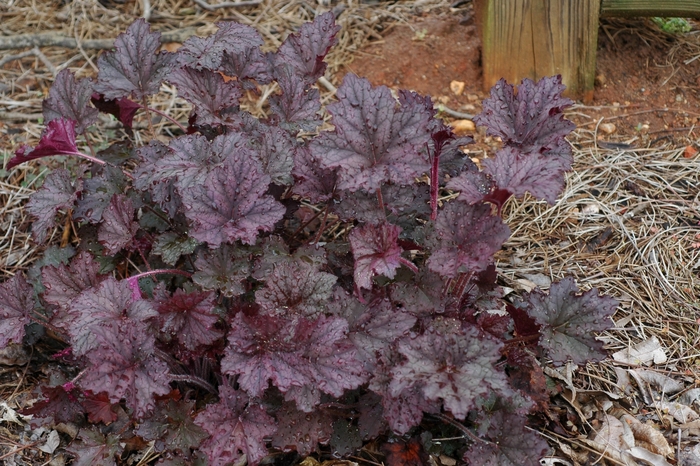 Purple Heuchera | Heuchera hybrid 'Frosted Violet'