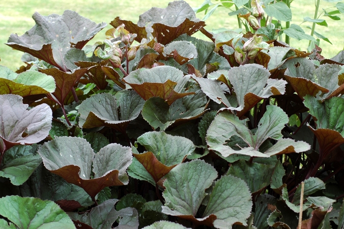 Big Leaf Ligularia | Ligularia dentata 'Othello'