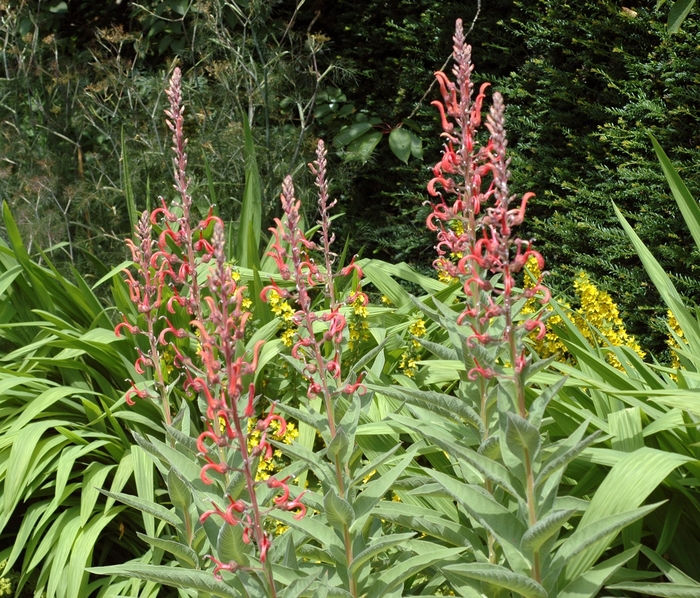 Blood Lobelia | Lobelia tupa