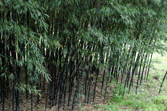 Black Bamboo | Phyllostachys nigra 'Boryana'