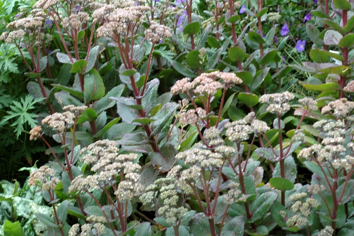 Autumn Stonecrop | Sedum telephium 'Matrona'