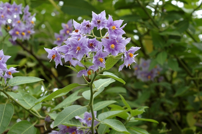 Climbing Potato Vine | Solanum crispum 'Glasnevin'