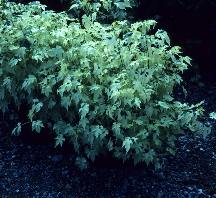 Flowering Maple | Abutilon x hybridum 'Savitzii'