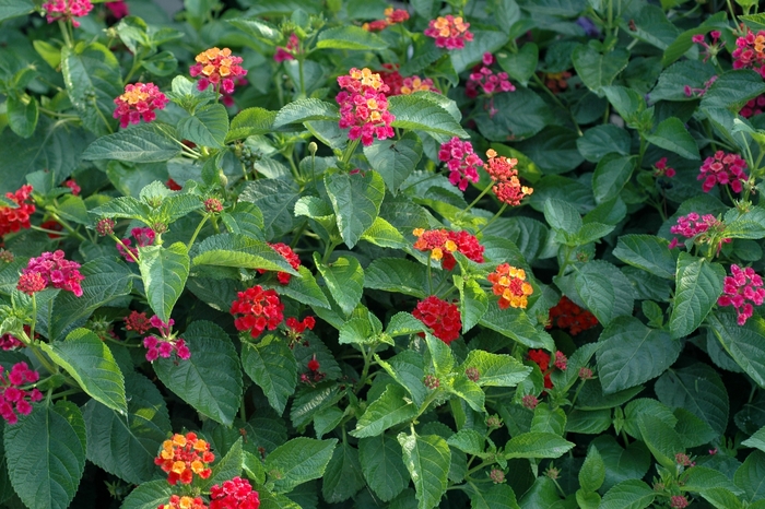 Lantana | Lantana camara 'Confetti'