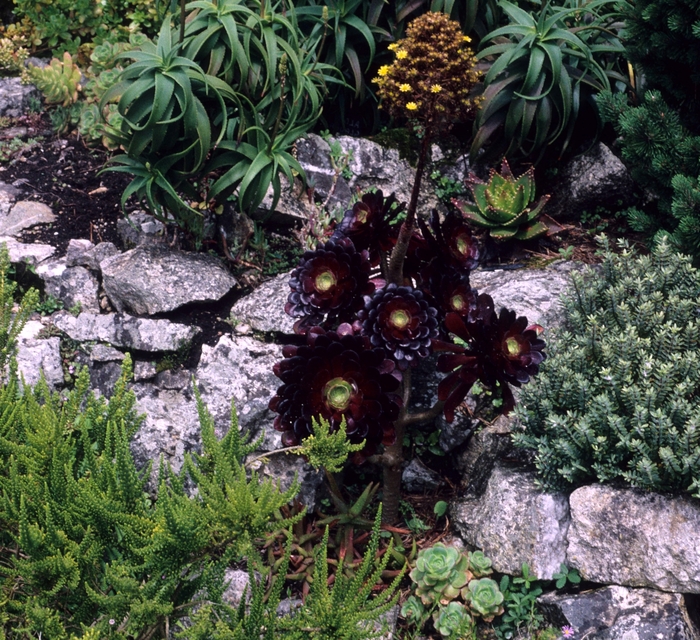 Thickleaf Aonium | Aeonium arboreum 'Atropurpureum'