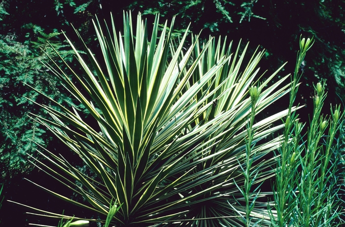 Spanish Bayonet | Yucca aloifolia 'Marginata'
