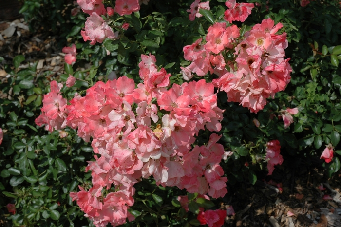 Carpet Rose | Rosa 'Coral Flower Carpet'