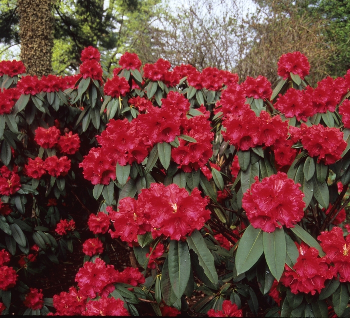 Taurus Rhododendron | Rhododendron hybrid 'Taurus'