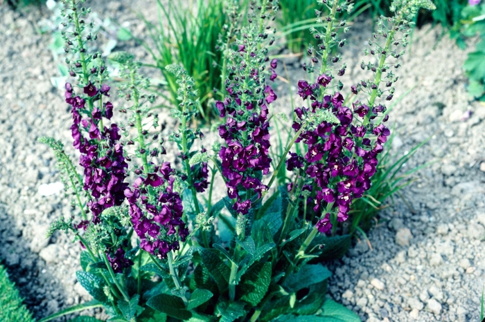 Purple Mullein | Verbascum phoeniceum