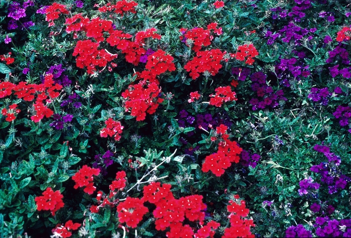 Verbena | Verbena hybrid 'Aztec® Red'