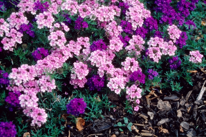 Verbena | Verbena hybrid 'Tapien Blue'