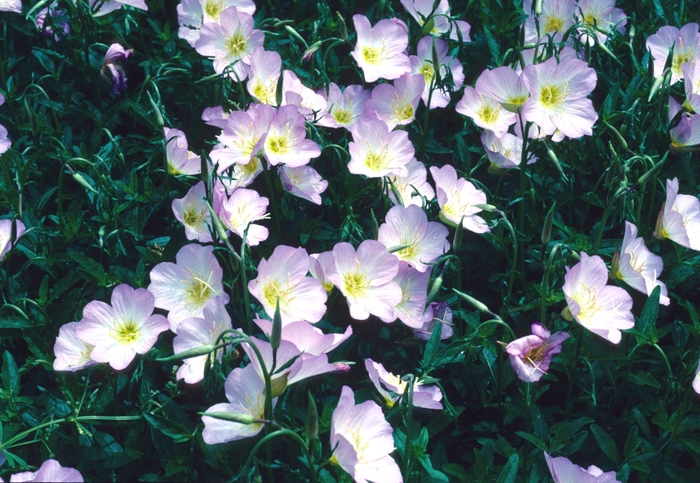 Showy Evening Primrose | Oenothera speciosa 'Rosea'