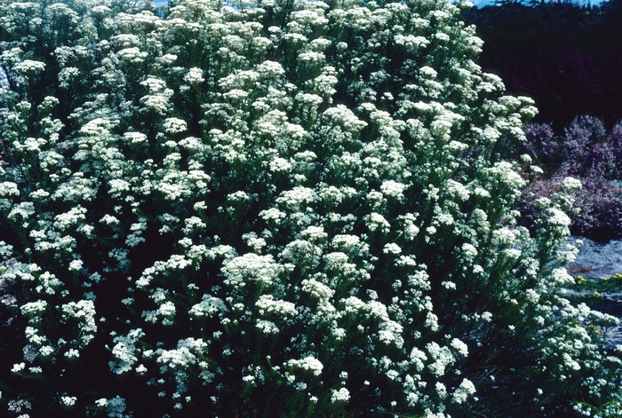 Rice Flower | Ozothamnus diosmifolius