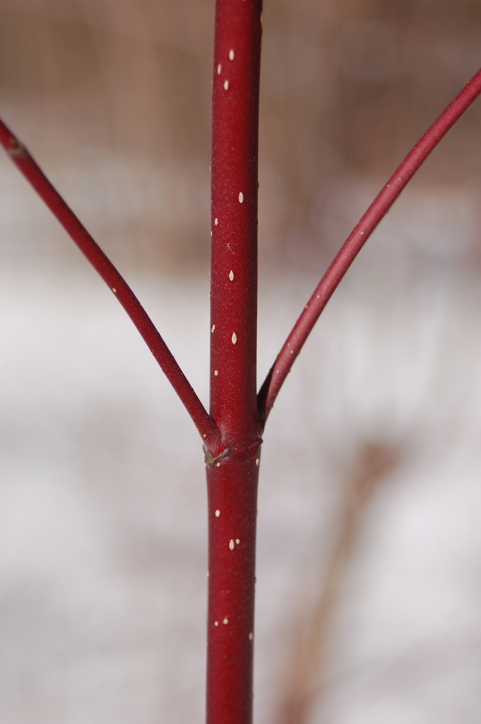 Redtwig Dogwood | Cornus sericea