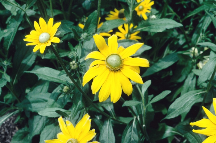 Black-eyed Susan | Rudbeckia hirta 'Irish Eyes'