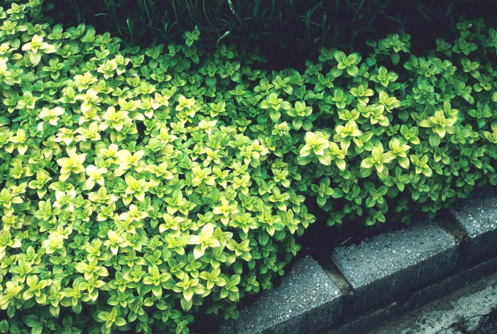 Golden Oregano | Origanum vulgare 'Aureum'