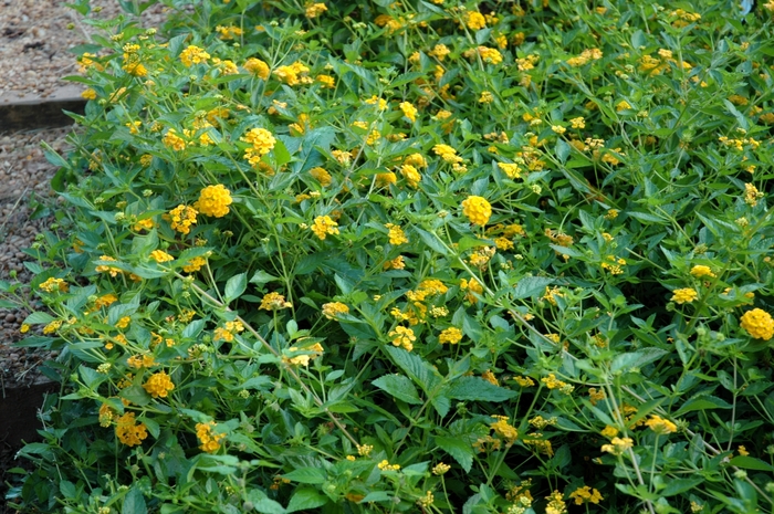 Lantana | Lantana camara 'New Gold'