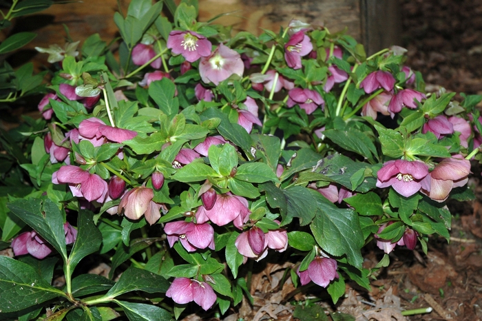 Lenten Rose | Helleborus orientalis 'Royal Heritage'