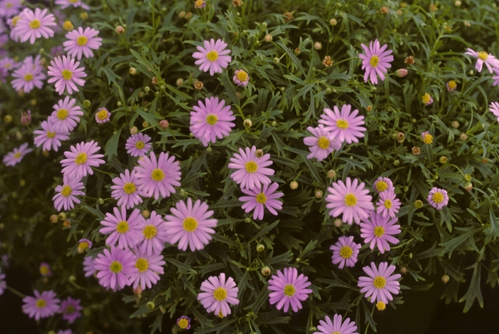 Swan River Daisy | Brachyscome iberidifolia 'Mauve Delight'