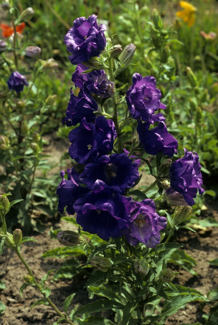 Cantebury Bells | Campanula medium