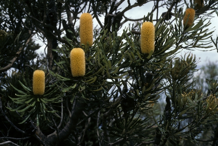 Banksia | Banksia spp