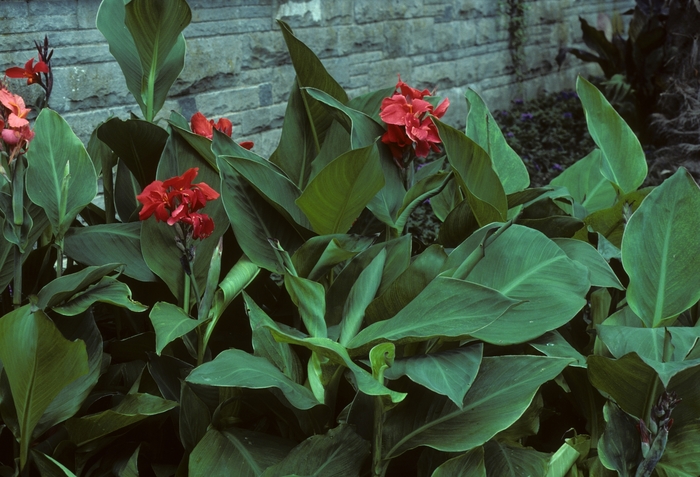 Canna Lily | Canna 'The President'