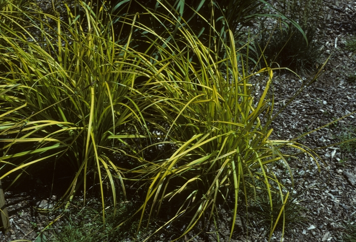 Golden Variegated Sedge | Carex elata 'Aurea'