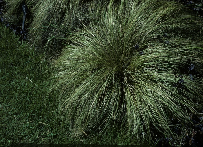 New Zealand Hair Sedge | Carex comans 'Frosted Curls'