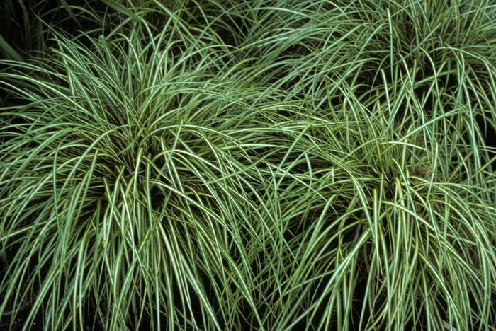 Morrow's Sedge | Carex morrowii 'Variegata'