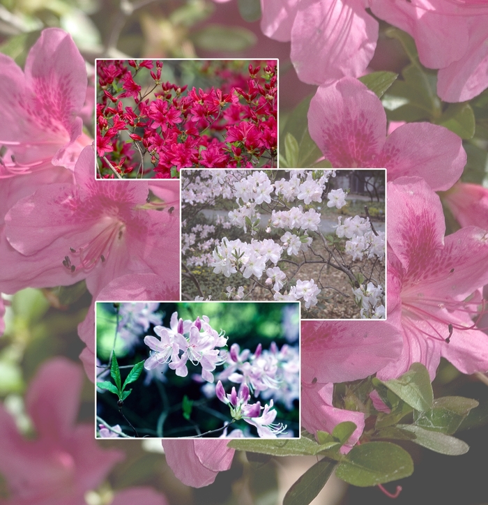 Azalea | Multiple Varieties