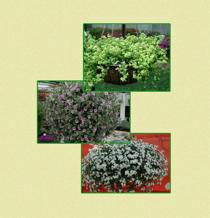Hanging Baskets | Multiple Varieties