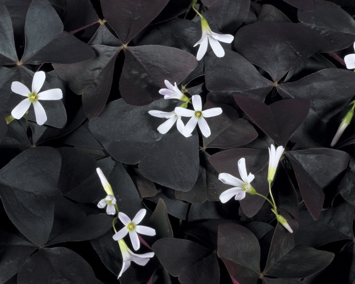 Charmed® Velvet | Oxalis 'Shamrock'