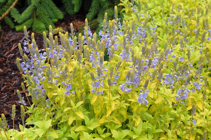 Golden Creeping Speedwell | Veronica prostrata 'Aztec Gold'