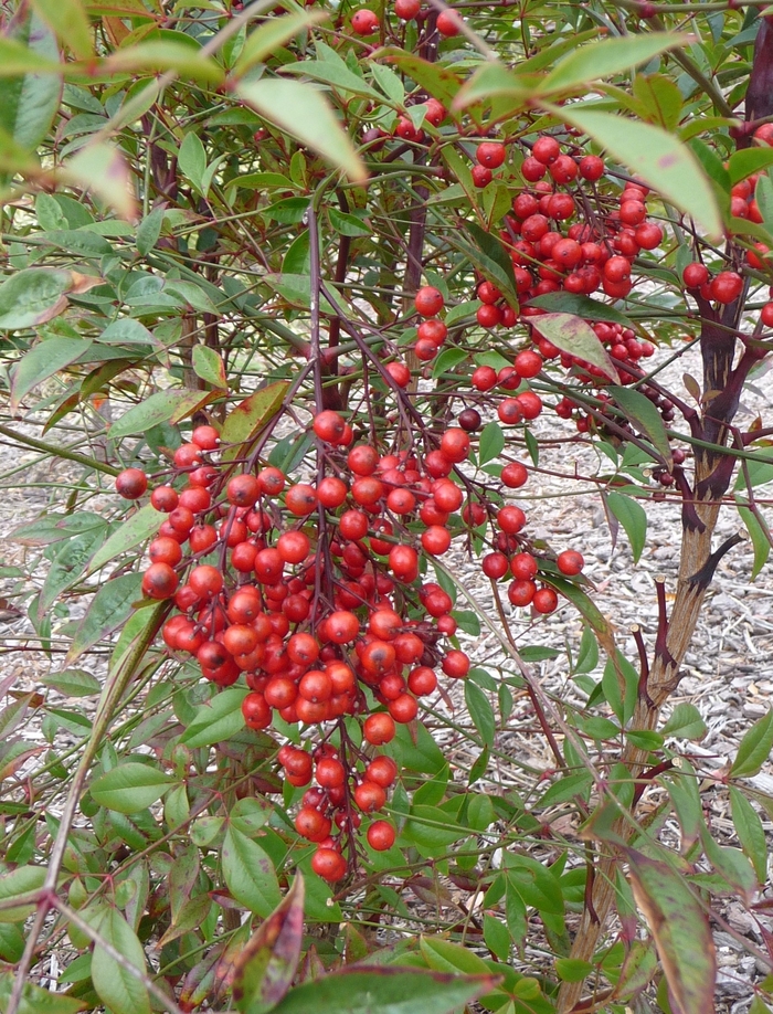 Heavenly Bamboo | Nandina domestica