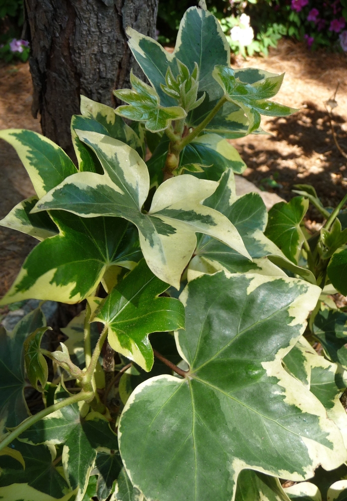 Ivy Tree | Fatshedera lizei Variegata