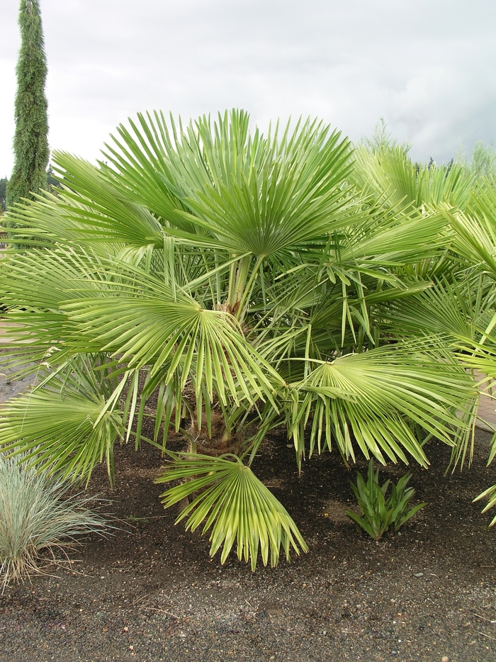 Windmill Palm | Trachycarpus fortunei