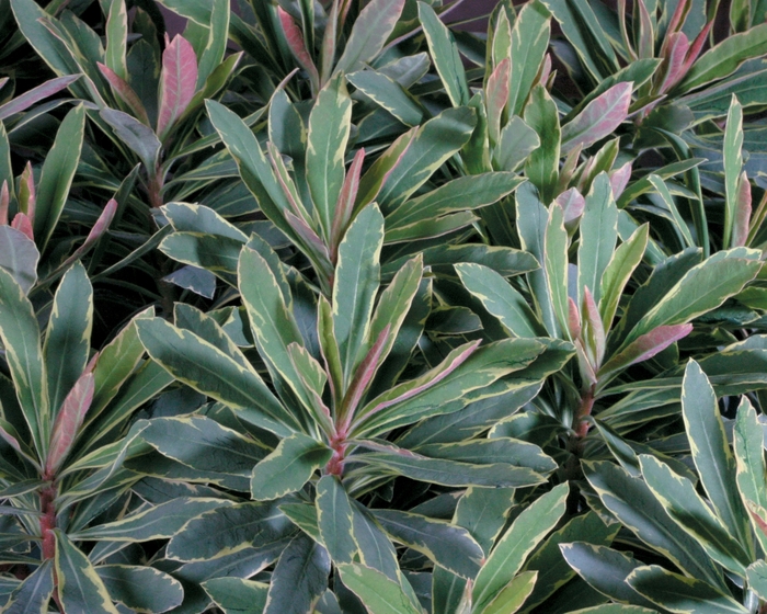 Helena's Blush | Euphorbia amygdaloides hybrid Wood Spurge