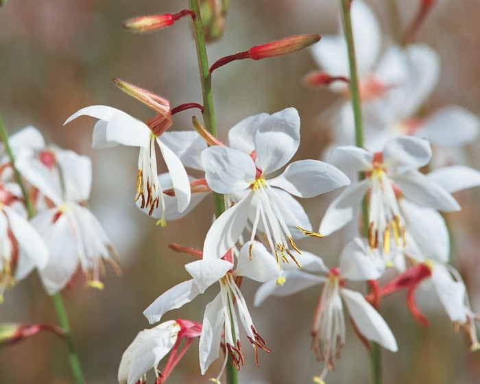 Stratosphere™ White | Gaura lindheimeri Butterfly Flower