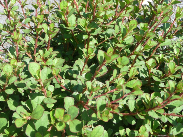 Burmese Plumbago | Ceratostigma griffithii