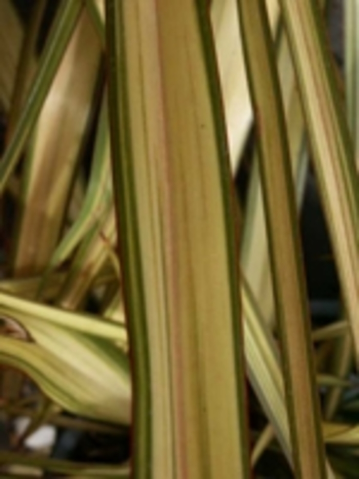 New Zealand Flax | Phormium 'Apricot Queen'