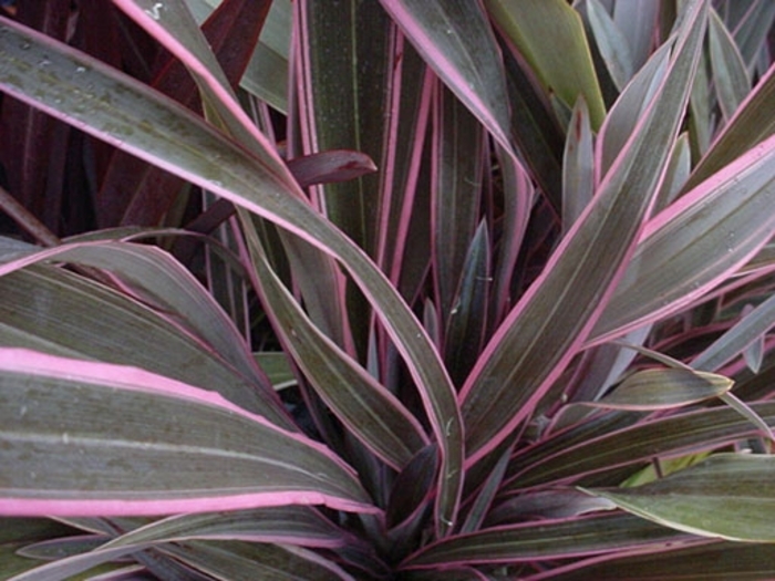 New Zealand Flax | Phormium 'Pink Stripe'