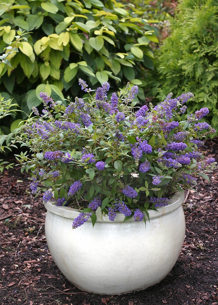 Lo & Behold™ 'Blue Chip' | Butterfly Bush