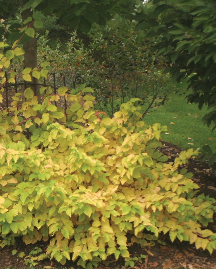 Arctic Fire® | Cornus stolonifera