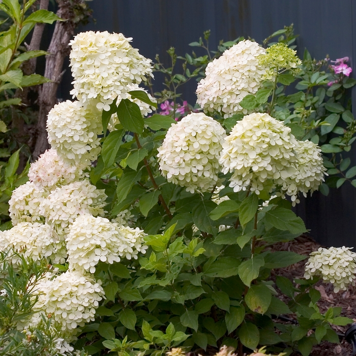 Little Lime™ | Hardy Hydrangea