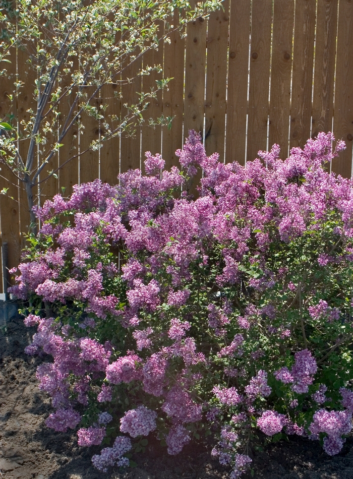 Bloomerang® Purple | Reblooming Lilac